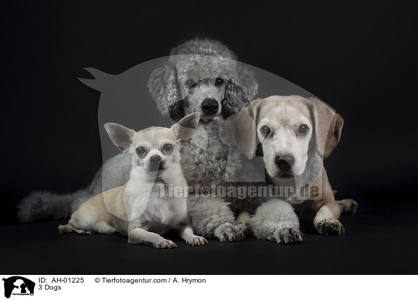 3 Dogs / AH-01225