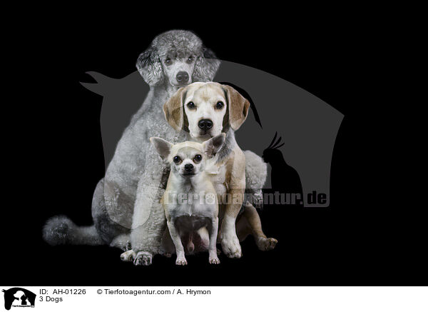 3 Dogs / AH-01226