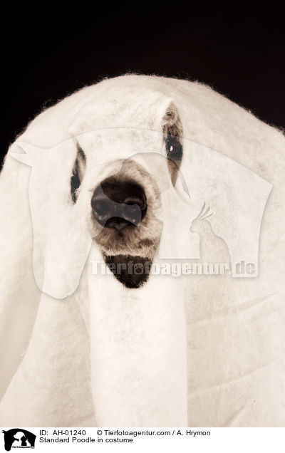Standard Poodle in costume / AH-01240
