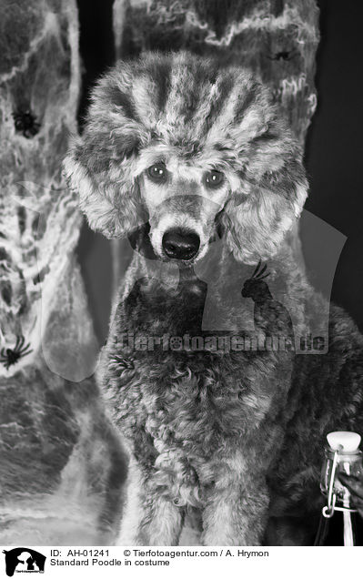 Kleinpudel im Kostm / Standard Poodle in costume / AH-01241