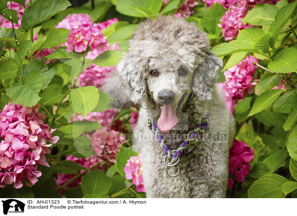 Kleinpudel Portrait / Standard Poodle portrait / AH-01323