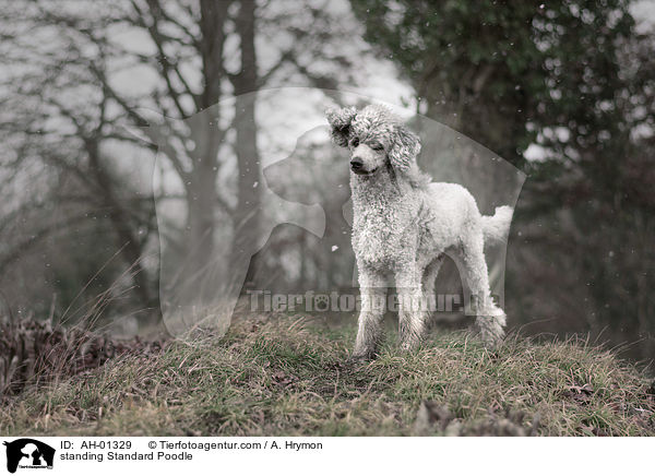 stehender Kleinpudel / standing Standard Poodle / AH-01329