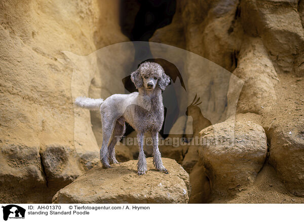 stehender Kleinpudel / standing Standard Poodle / AH-01370