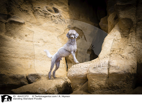 stehender Kleinpudel / standing Standard Poodle / AH-01372
