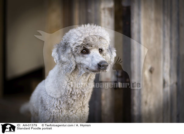 Kleinpudel Portrait / Standard Poodle portrait / AH-01379