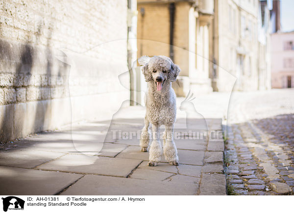 stehender Kleinpudel / standing Standard Poodle / AH-01381