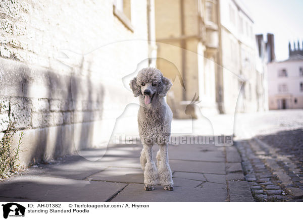 stehender Kleinpudel / standing Standard Poodle / AH-01382