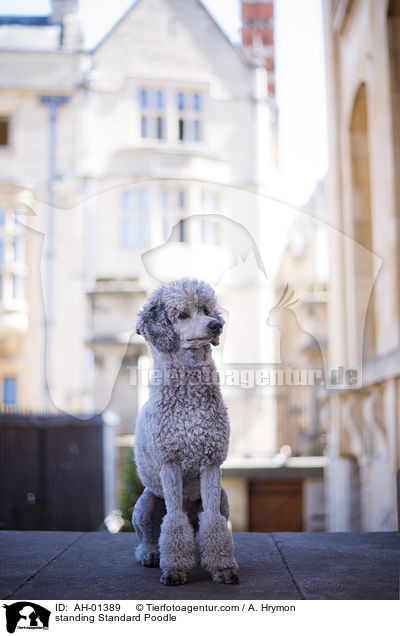 stehender Kleinpudel / standing Standard Poodle / AH-01389