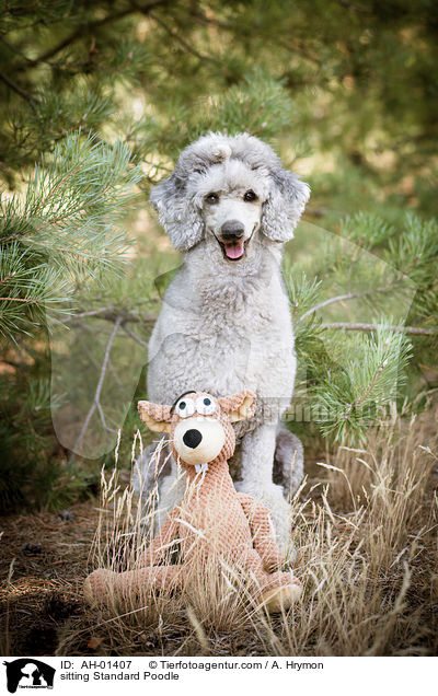 sitting Standard Poodle / AH-01407