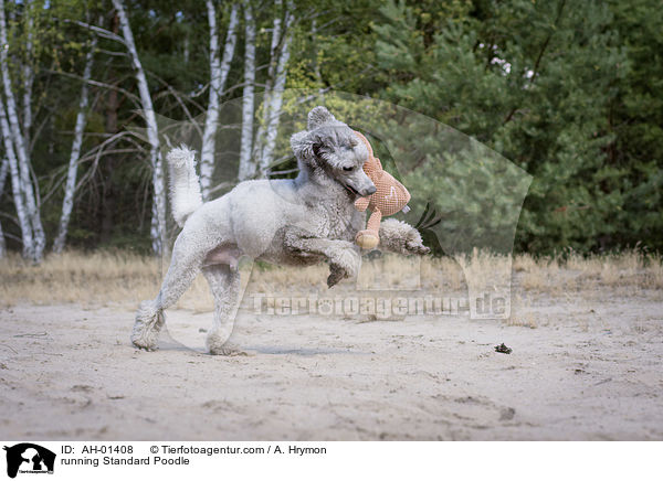 running Standard Poodle / AH-01408