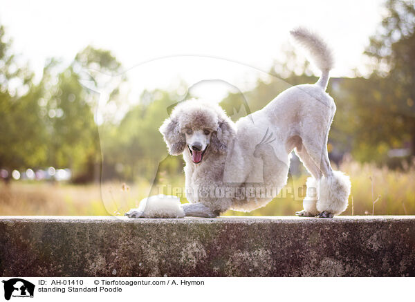 standing Standard Poodle / AH-01410