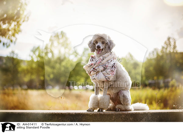 sitting Standard Poodle / AH-01411