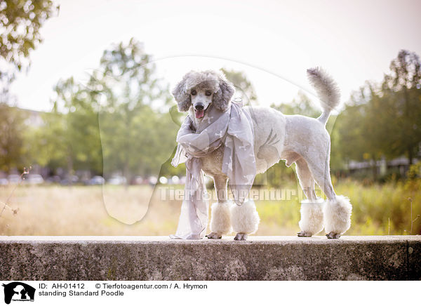 standing Standard Poodle / AH-01412