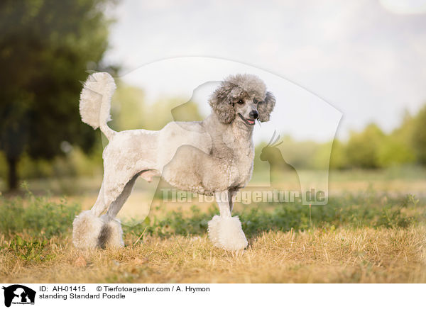 standing Standard Poodle / AH-01415