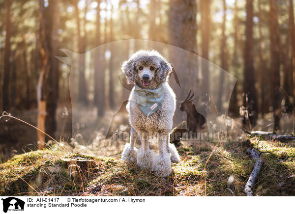 standing Standard Poodle / AH-01417