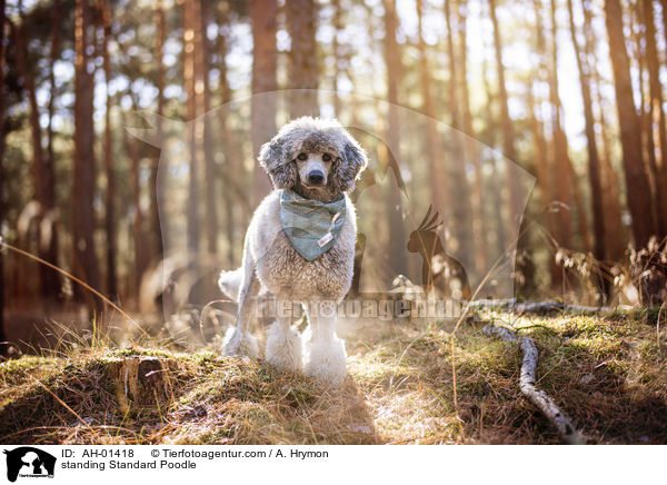 standing Standard Poodle / AH-01418