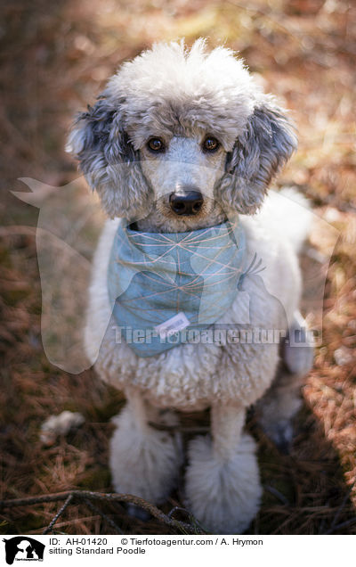 sitting Standard Poodle / AH-01420