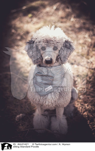 sitting Standard Poodle / AH-01421
