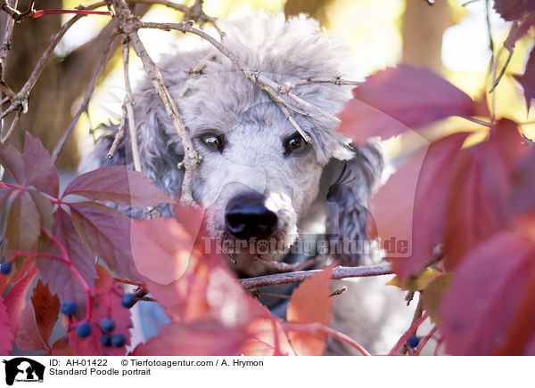 Standard Poodle portrait / AH-01422