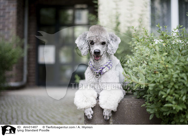 liegender Kleinpudel / lying Standard Poodle / AH-01467