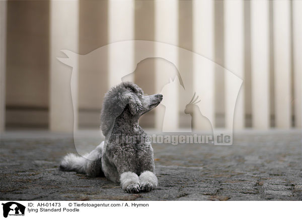 liegender Kleinpudel / lying Standard Poodle / AH-01473