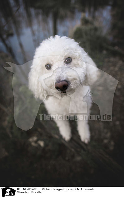 Standard Poodle / NC-01406