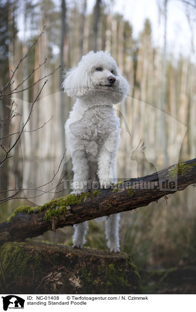 standing Standard Poodle / NC-01408