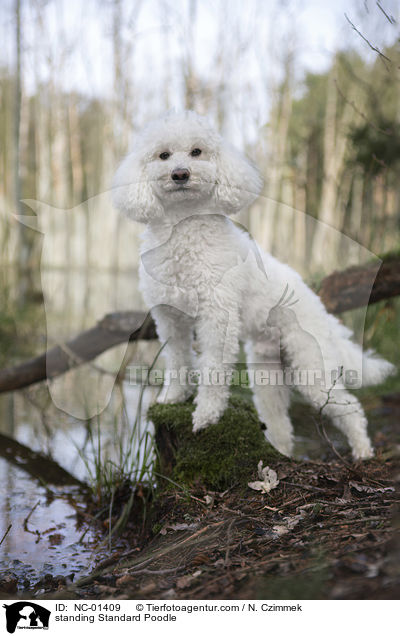 standing Standard Poodle / NC-01409