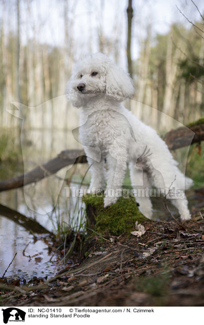 standing Standard Poodle / NC-01410