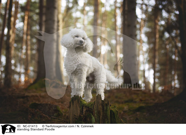 standing Standard Poodle / NC-01413