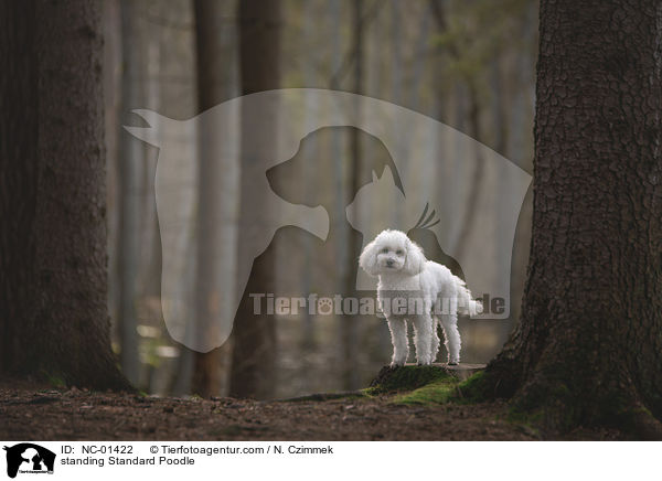 standing Standard Poodle / NC-01422