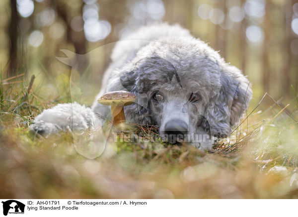lying Standard Poodle / AH-01791