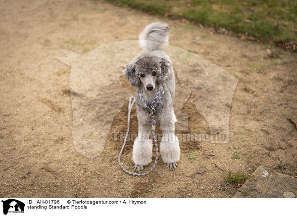 standing Standard Poodle / AH-01796