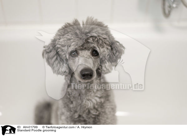 Kleinpudel bei der Fellpflege / Standard Poodle grooming / AH-01799