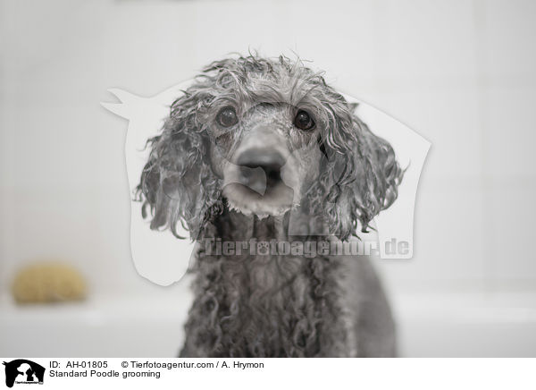 Kleinpudel bei der Fellpflege / Standard Poodle grooming / AH-01805