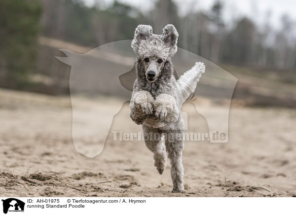 running Standard Poodle / AH-01975