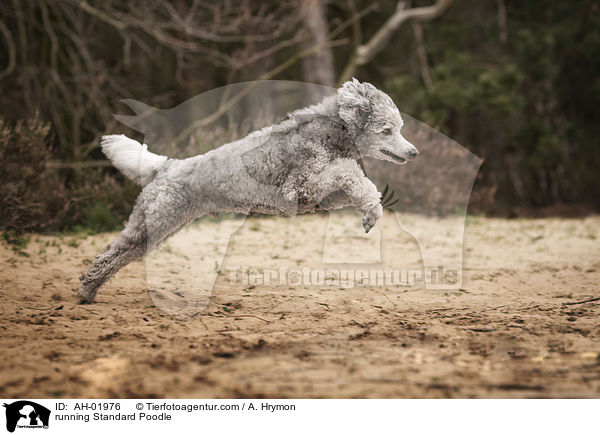 running Standard Poodle / AH-01976