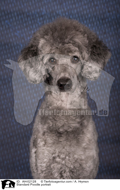 Standard Poodle portrait / AH-02128