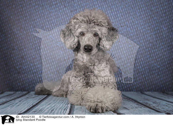 lying Standard Poodle / AH-02130