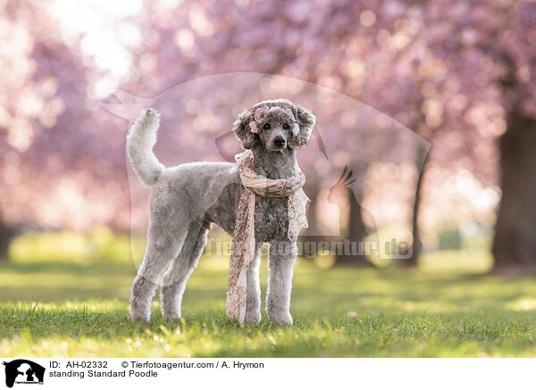 stehender Kleinpudel / standing Standard Poodle / AH-02332