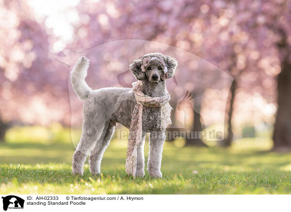 stehender Kleinpudel / standing Standard Poodle / AH-02333