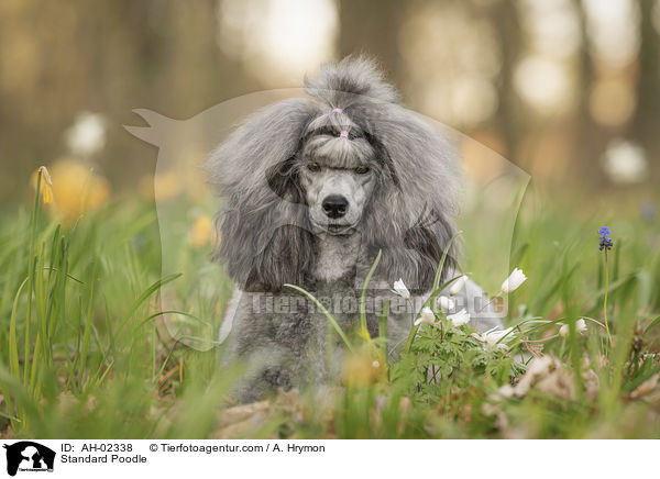 Kleinpudel / Standard Poodle / AH-02338