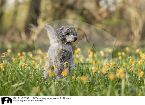 stehender Kleinpudel / standing Standard Poodle / AH-02339