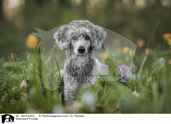 Standard Poodle / AH-02343