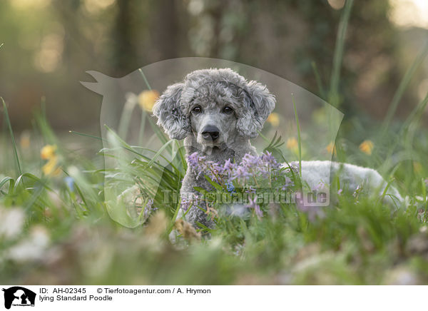 lying Standard Poodle / AH-02345