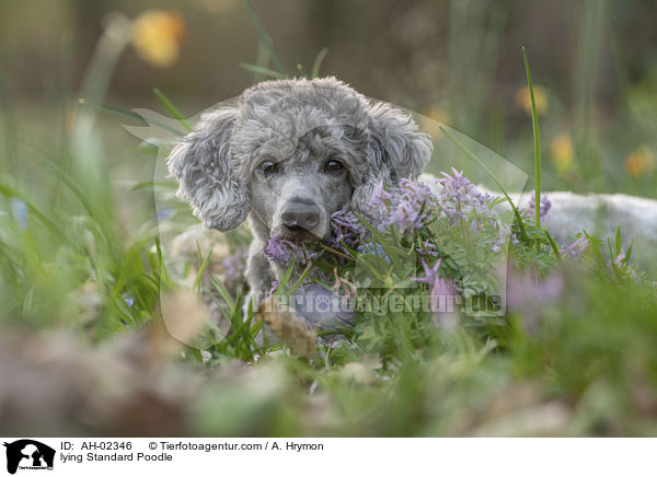 lying Standard Poodle / AH-02346