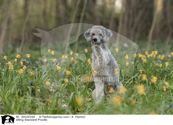 sitting Standard Poodle / AH-02349