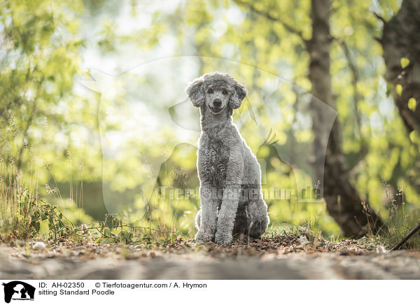 sitting Standard Poodle / AH-02350
