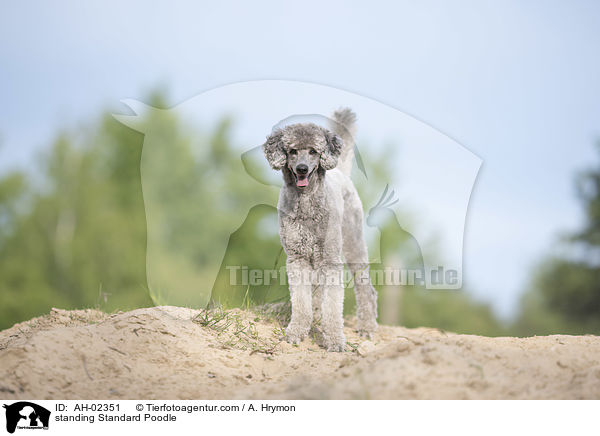 standing Standard Poodle / AH-02351