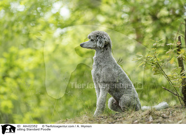 sitting Standard Poodle / AH-02352